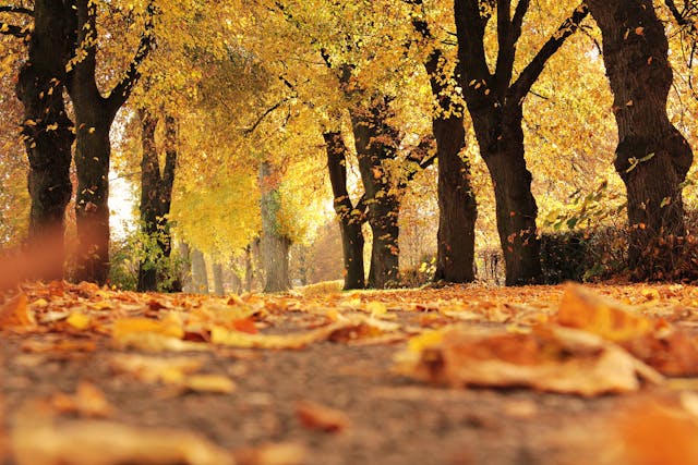 Chakra healing in de herfst: het seizoen van loslaten - Foto door Pixabay Chakra healing in de herfst: het seizoen van loslaten